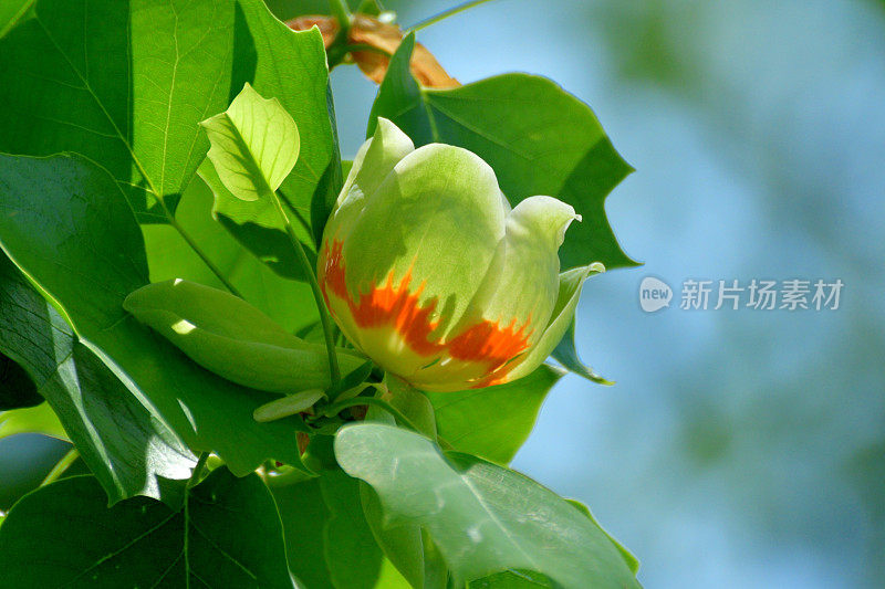 郁金香树花/鹅掌楸郁金香花